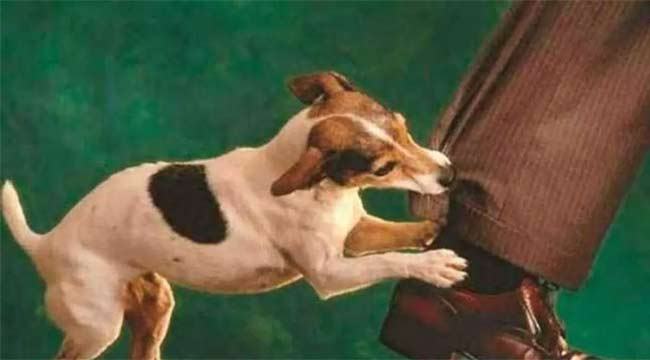 চিড়িয়াখানায় পাগলা কুকুরের কামড়ে আহত দর্শনার্থীরা (ভিডিও)