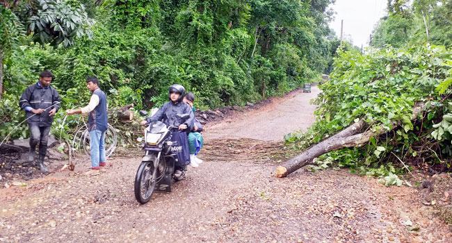 টানা বৃষ্টিতে গাছ পড়ে ৪ ঘণ্টা যোগাযোগ বন্ধ
