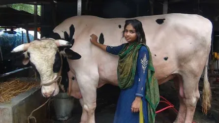 কোরবানির ঈদের চমক ৫১ মণ ওজনের ‘ভাগ্যরাজ’ (ভিডিও)