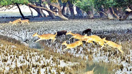 একটি বনের কান্না