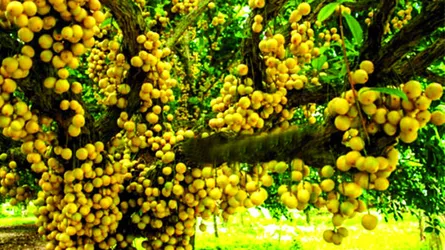 গাছে গাছে লটকন