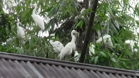 পাখির ডাকে ঘুম ভাঙ্গে পাখিবাড়ির বাসিন্দাদের