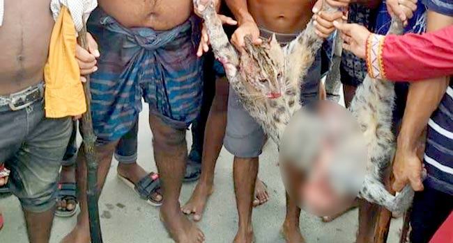 ৫ শতাধির গ্রামবাসী মিলে মেছো বাঘের উপর নৃশংসতা