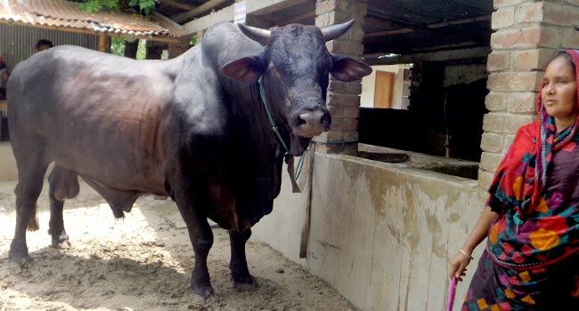 ‘পালসার বাবু’কে দেখতে শত শত মানুষ ভীড় (ভিডিও)