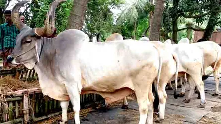 চোরের বাড়ি থেকে ৫ গরু, ২ মটরসাইকেল উদ্ধার