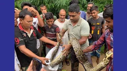 খাদ্য সংকটে লোকালয়ে অজগর
