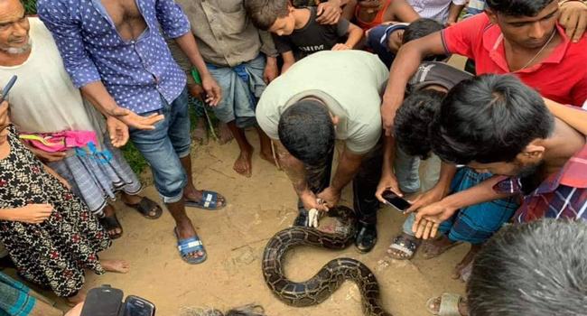 শ্রীমঙ্গলে খাদ্য সংকটে লোকালয়ে অজগর