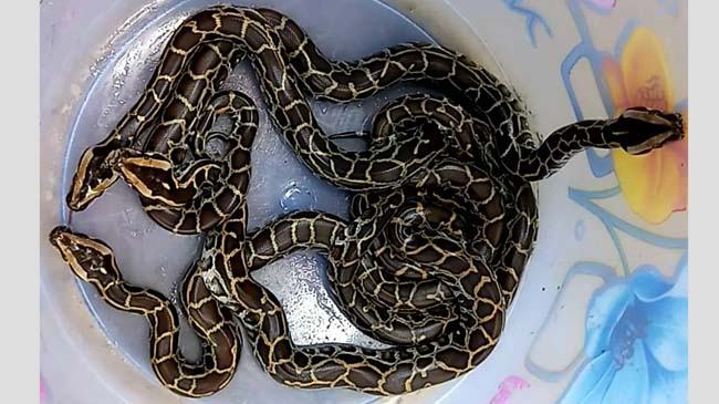 অজগরের ডিম থেকে ফুটেছে বাচ্চা
