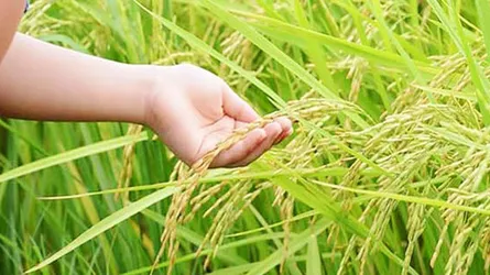 এ বছরই চালু হচ্ছে শস্যবীমা