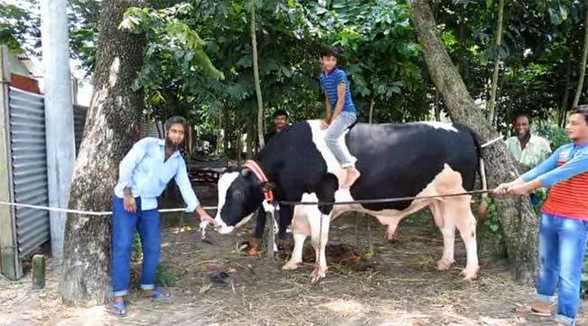 কোরবানির গরু ‘রাজাবাবু - ২০১৯’(ভিডিও)