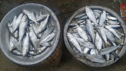 হাকালুকি হাওরে ধরা পড়ছে রূপালী ইলিশ