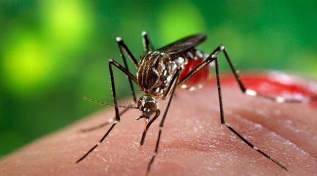 জ্বর হলেই ডাক্তারের কাছে যেতে হবে : পরীক্ষা করেই নিশ্চিত হতে হবে