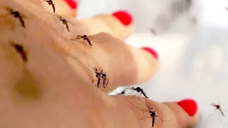 এডিস মশার প্রধান টার্গেট নারী!