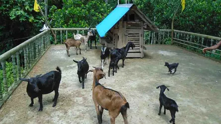 ছাদ কৃষির পর এবার বাড়ির ছাদে ছাগল পালন!