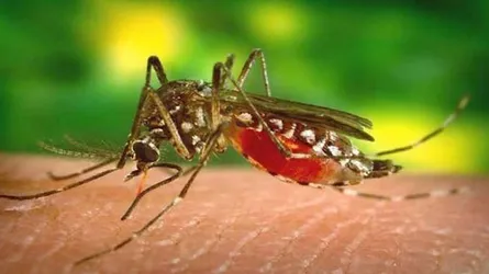 ডেঙ্গু পরিস্থিতি ভয়াবহ