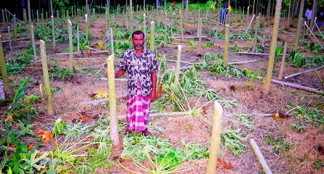 ৪০০ ফলন্ত পেঁপে গাছ কেটে দিল দুর্বৃত্তরা