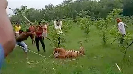 নৃশংসভাবে পিটিয়ে বাঘ হত্যার পর মোবাইলে ধারাভাষ্যসহ ভিডিও