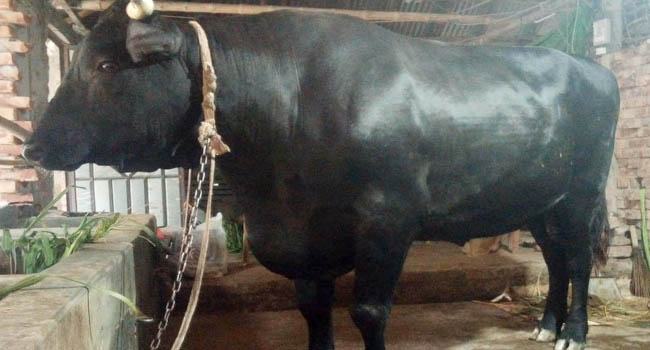 ‘ সম্রাটের’ দাম উঠেছে সাড়ে ৬ লাখ