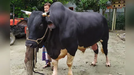 হাজার কেজির ‘খোকা বাবু’কে নিয়ে হইচই