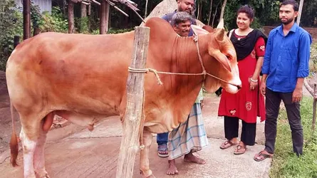 কোরবানির হাটের জন্য প্রস্তত সাড়ে ৮ হাজার রেড চিটাগাং ক্যাটল