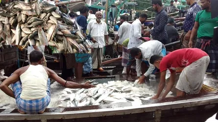 ধরা পড়ছে রুপালি ইলিশ, জেলেদের মুখে হাসি