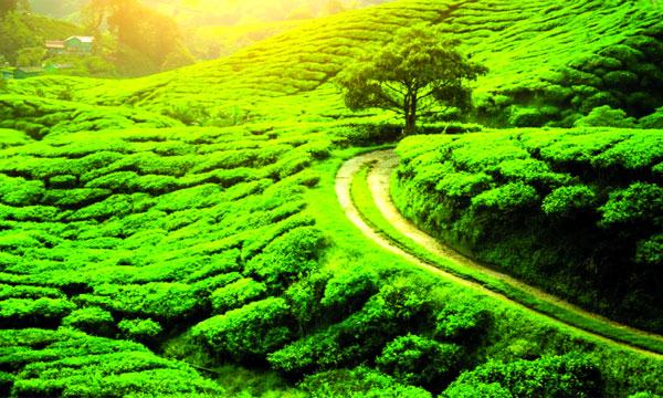 রূপের রানী দার্জিলিং