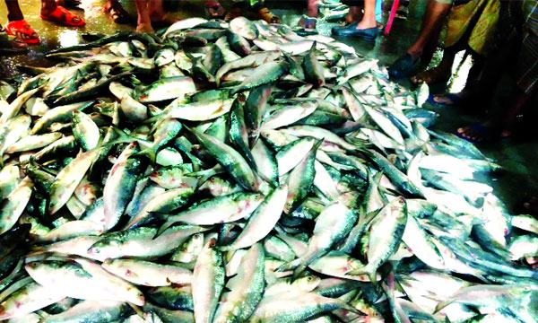 সাগরে প্রচুর ইলিশ ধরা পড়ায় জেলেরা খুশি