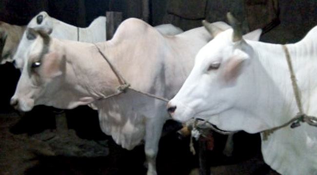 হারিয়ে যাচ্ছে মিরকাদিমের বিখ্যাত সাদা ধবল গরু