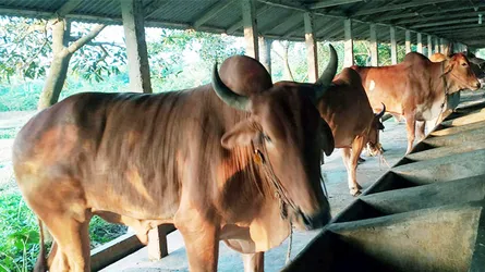 কোরবানির জন্য ২৪০টি খামারে দেশি গরু প্রস্তুত করেছে খামারিরা