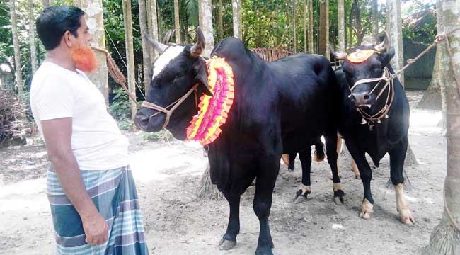 কালোপাহাড় আর যুবরাজের চমক (ভিডিও)