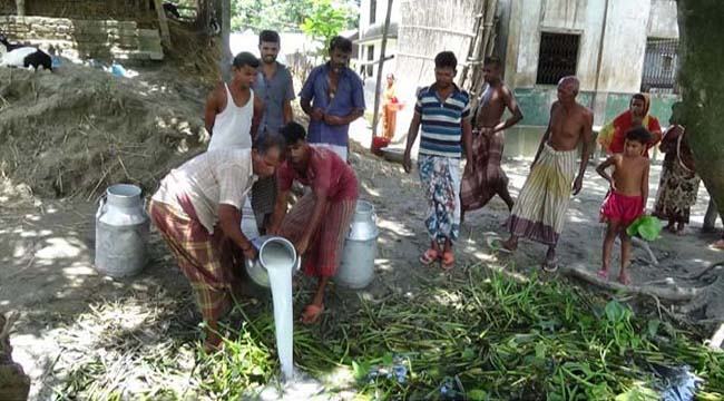 পানিতে দুধ ফেলে দিলেন অসহায় খামারীরা