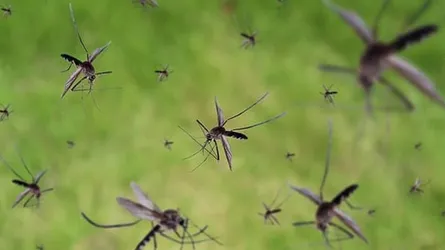 বগুড়ায় ৭৭ জন ডেঙ্গু জ্বরে আক্রান্ত