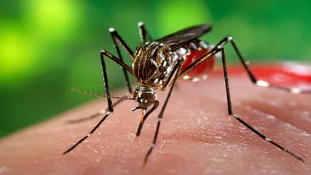 টাঙ্গাইলে ডেঙ্গু নিয়ে হাসপাতালে ছুটছে মানুষ