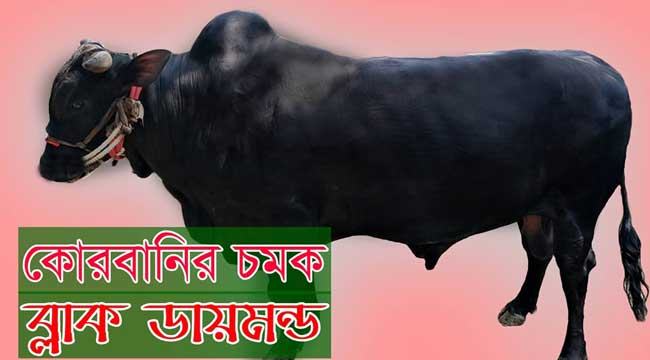 কোরবানির চমক ব্ল্যাক ডায়মন্ড