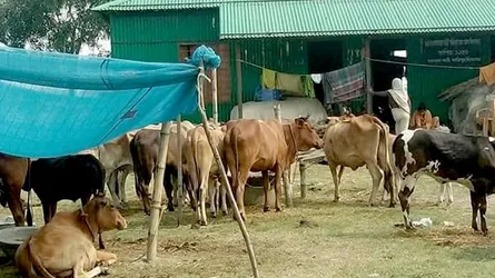 বন্যায় পশুখাদ্যের ব্যাপক সংকট