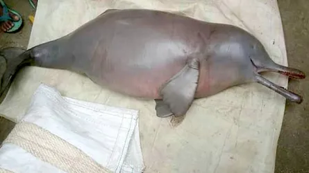 জালে আটকে বিলুপ্ত প্রায় শুশুকের মৃত্যু