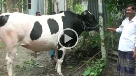 ৫৪ মণি ষাঁড় সিনবাদকে নিয়ে শঙ্কা (ভিডিও)