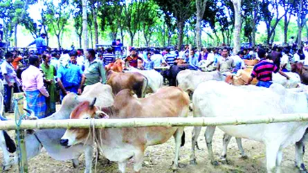 চৌগাছায় জমে উঠেছে কোরবানির পশুর হাট