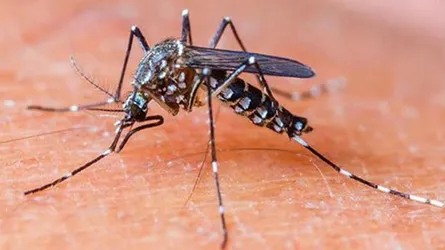 চৌগাছায় ১৩ ডেঙ্গু রোগী সনাক্ত