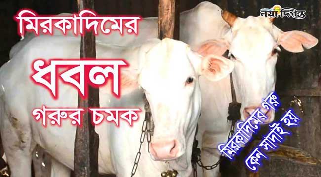 মিরকাদিমের ধবল গরু : কেন এখনো সেরা
