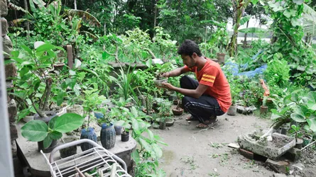 শখের বনসাই এখন তারিকুলের পেশা