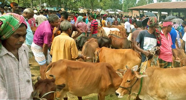 হাটে গরু আছে ক্রেতা নেই