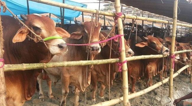 কিভাবে বুঝবেন কোরবানির গরুটি সুস্থ!