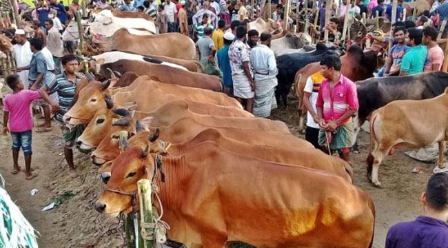 কোরবানির পশুর দাম সহনীয় থাকতে পারে