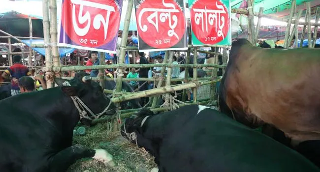 দৃষ্টি কাড়ছে ডন বেল্টু লালটু
