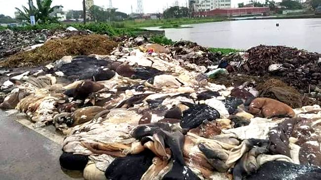 রাস্তার দুই পাশে ফেলে দেয়া হয়েছে শতশত পশুর চামড়া