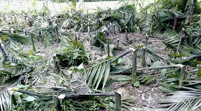ভূরুঙ্গামারীতে বাগানের ১৪ শ’ সুপারির চারা কেটে দিয়েছে দুর্বৃত্তরা
