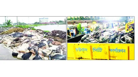চামড়ার নিম্ন দামে রেকর্ড