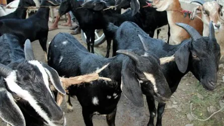 ২১২টি ছাগল ছিনতাই করলেন ছাত্রলীগ নেতা