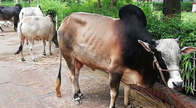 কোরবানির ঈদ ও কষ্টের কান্না